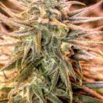 blue-dream-feminized-cannabis-seeds3