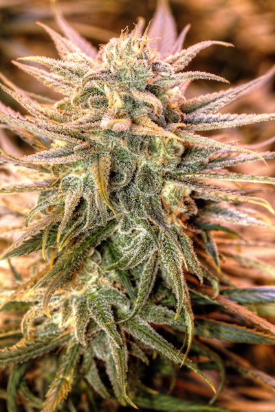 blue-dream-feminized-cannabis-seeds2
