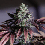 blue-dream-feminized-cannabis-seeds3