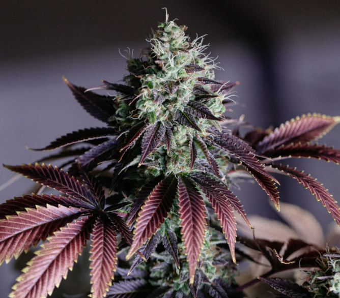 blue-dream-feminized-cannabis-seeds3