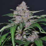 blue-dream-feminized-cannabis-seeds3