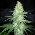blue-dream-feminized-cannabis-seeds3