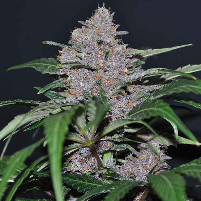 blue-dream-feminized-cannabis-seeds4