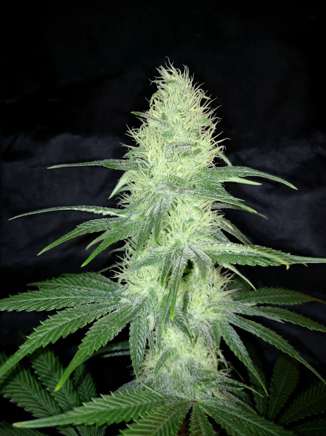 blue-dream-feminized-cannabis-seeds4