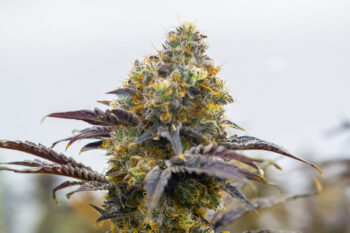 Love Cannabis - Gelato - 12 Regular Seeds