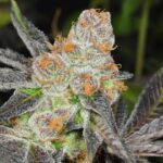 girl-scout-cookies-feminized-cannabis-seeds2