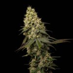 jungle-cake-feminized-cannabis-seeds4