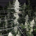 jungle-cake-feminized-cannabis-seeds4