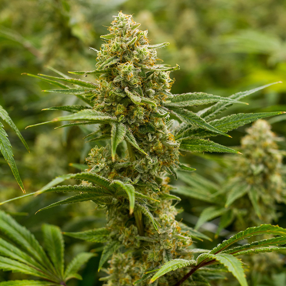 lemon-tree-feminized-cannabis-seeds2