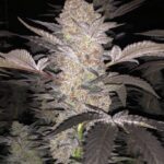 mimosa-feminized-cannabis-seeds