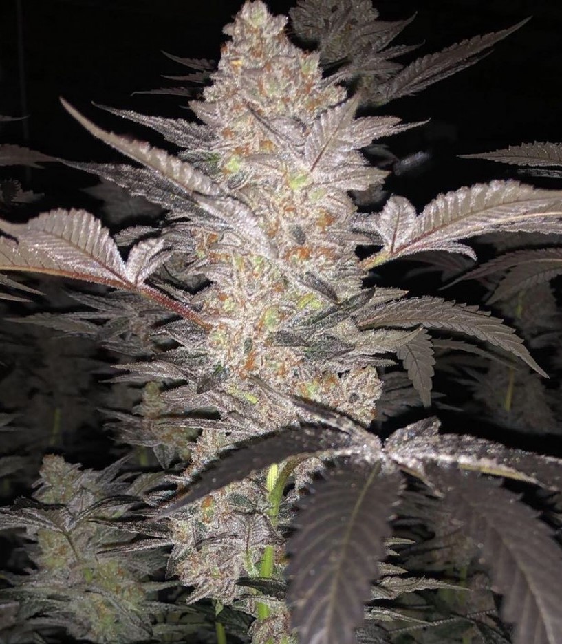 mimosa-feminized-cannabis-seeds