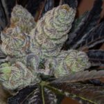 mimosa-feminized-cannabis-seeds