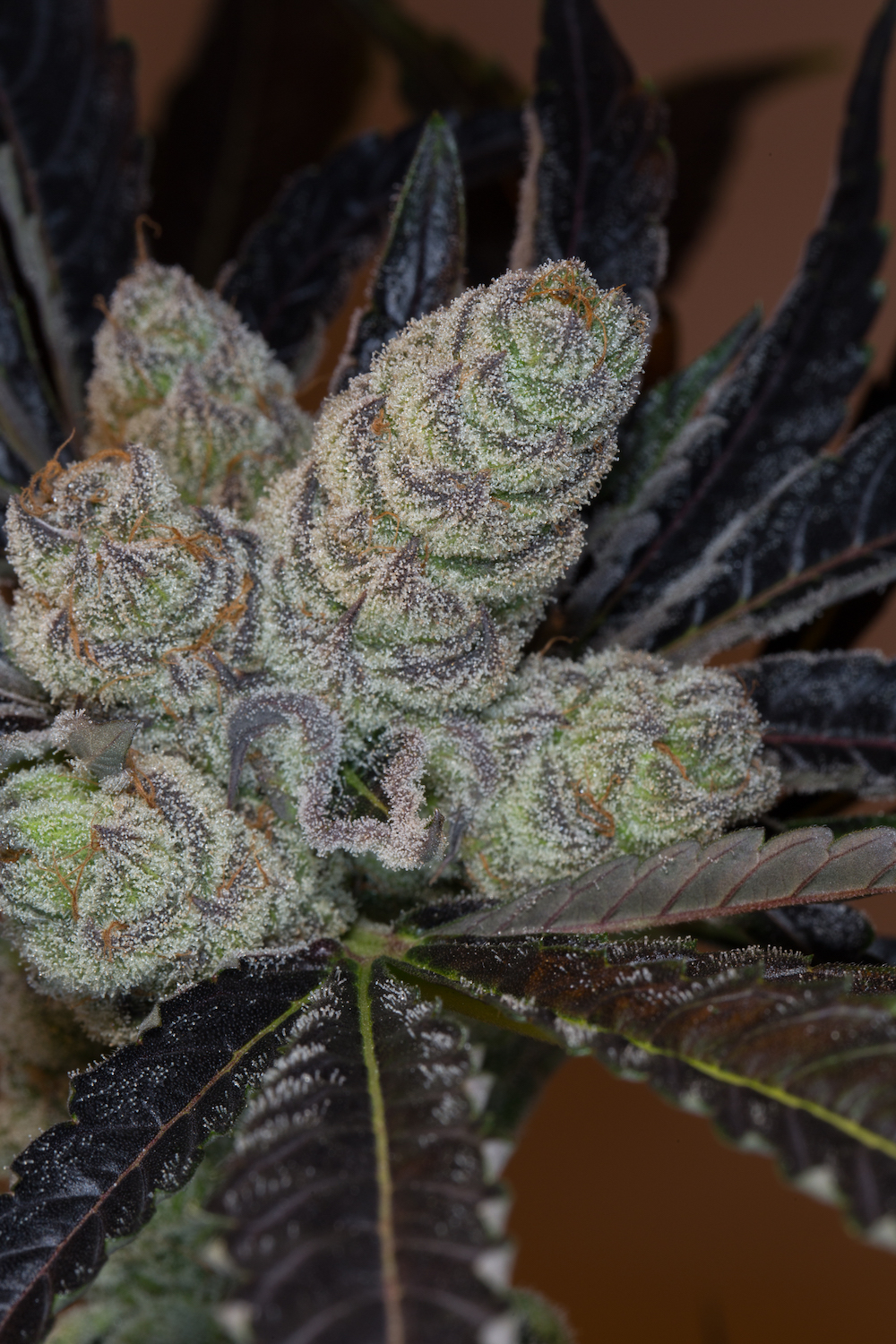 mimosa-feminized-cannabis-seeds3