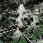 pie-hoe-feminized-cannabis-seeds4