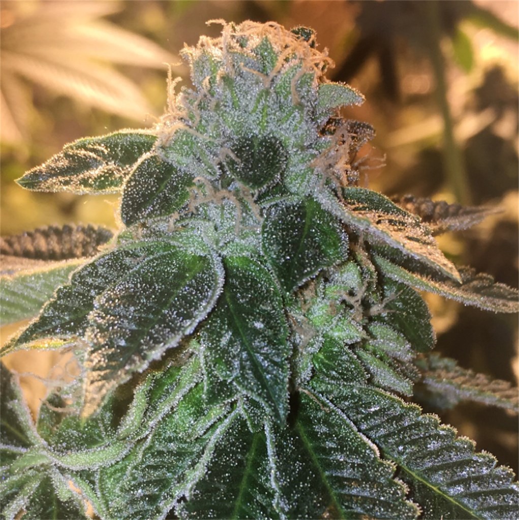 pineapple-express-feminized-cannabis-seeds