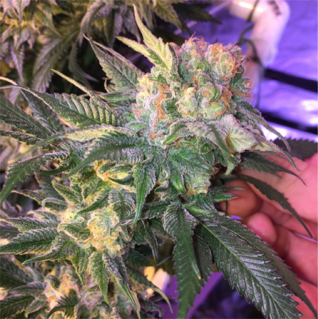 pineapple-express-feminized-cannabis-seeds2