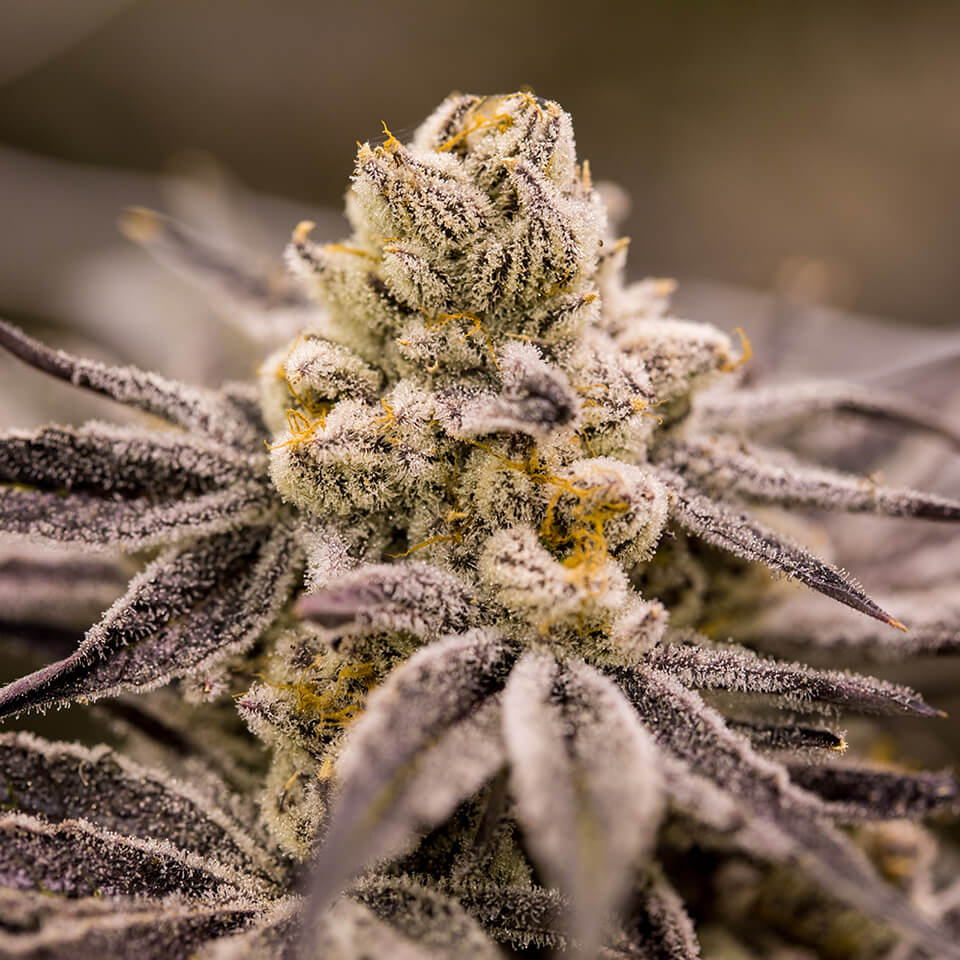 purple-punchsicle-feminized-cannabis-seeds2