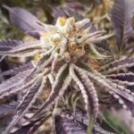purple-punchsicle-feminized-cannabis-seeds2