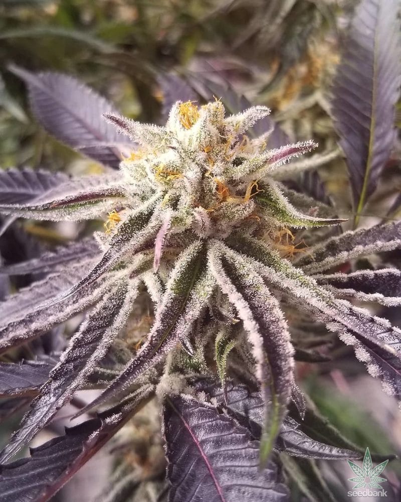 purple-punchsicle-feminized-cannabis-seeds4
