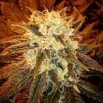 strawberry-shortcake-feminized-cannabis-seeds4