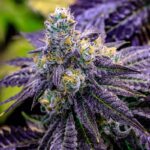 sundae-driver-feminized-cannabis-seeds4