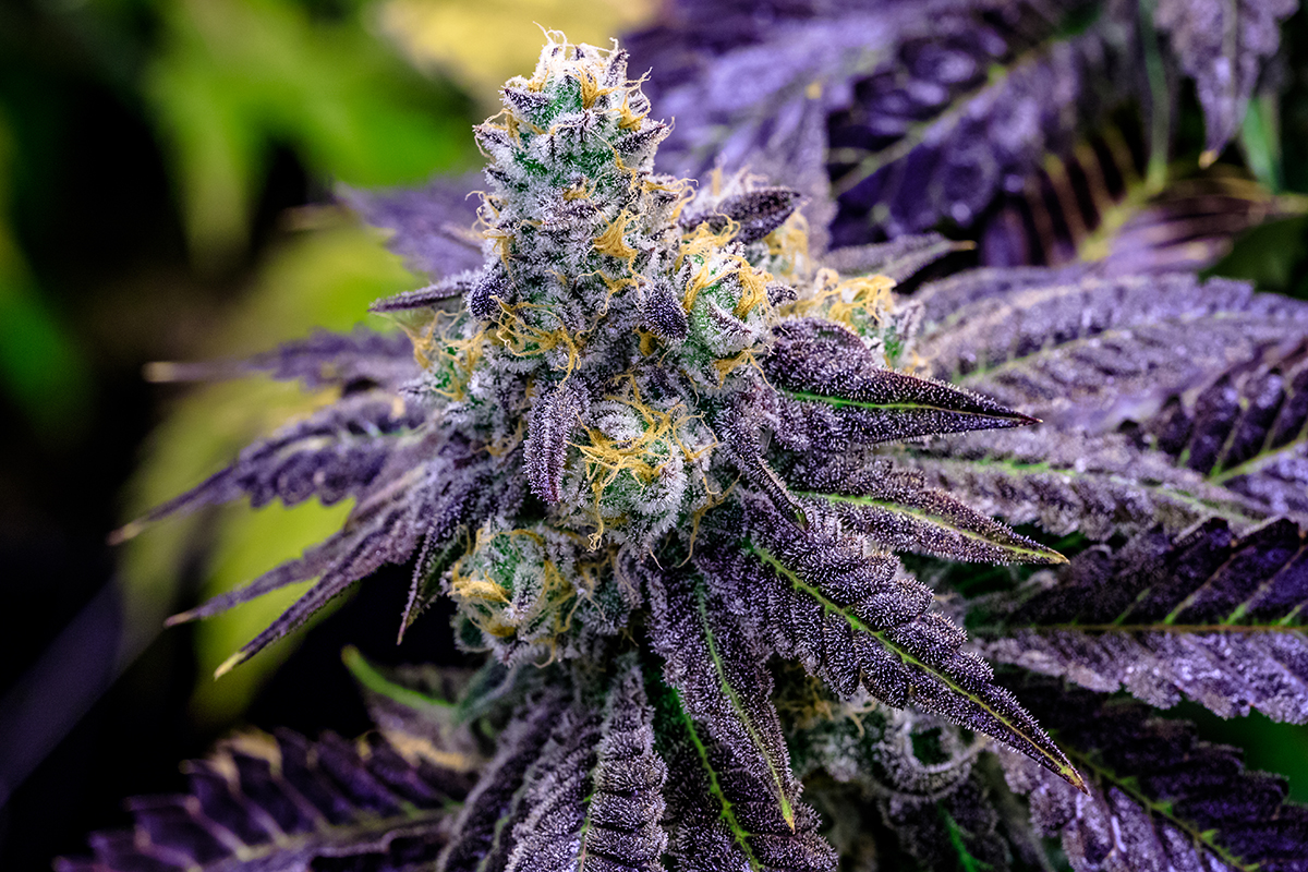 sundae-driver-feminized-cannabis-seeds