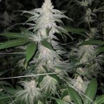 sundae-driver-feminized-cannabis-seeds4