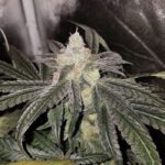 sundae-driver-feminized-cannabis-seeds4