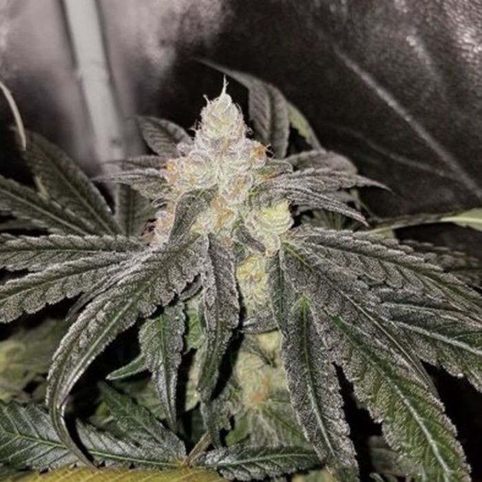 sundae-driver-feminized-cannabis-seeds3