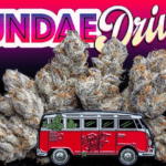 sundae-driver-feminized-cannabis-seeds4