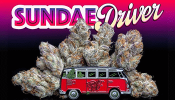 Love Cannabis - Sundae Driver - Feminized Cannabis Seeds