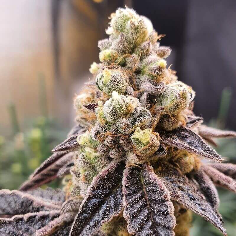 wedding-cake-feminized-cannabis-seeds2