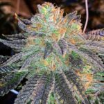Love Cannabis - Zkittlez - Feminized Cannabis Seeds
