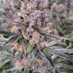zkittlez-feminized-cannabis-seeds2