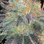 zkittlez-feminized-cannabis-seeds2