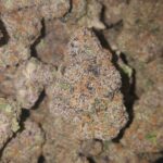 Love Cannabis - Biscotti - Feminized Cannabis Seeds