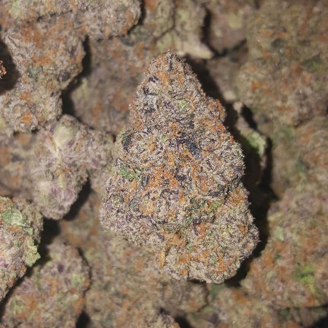 biscotti-feminized-cannabis-seeds3