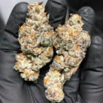 biscotti-feminized-cannabis-seeds3