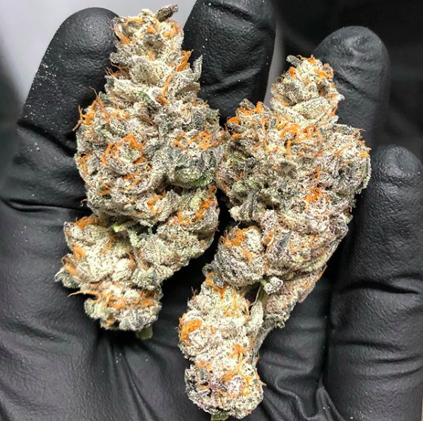 love-cannabis-seeds-biscotti-s1-feminized-cannabis-seeds-2