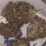 cereal-milk-feminized-cannabis-seeds2