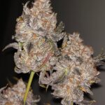 cereal-milk-feminized-cannabis-seeds2