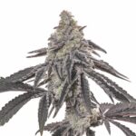 MAC-1-feminized-cannabis-seeds3