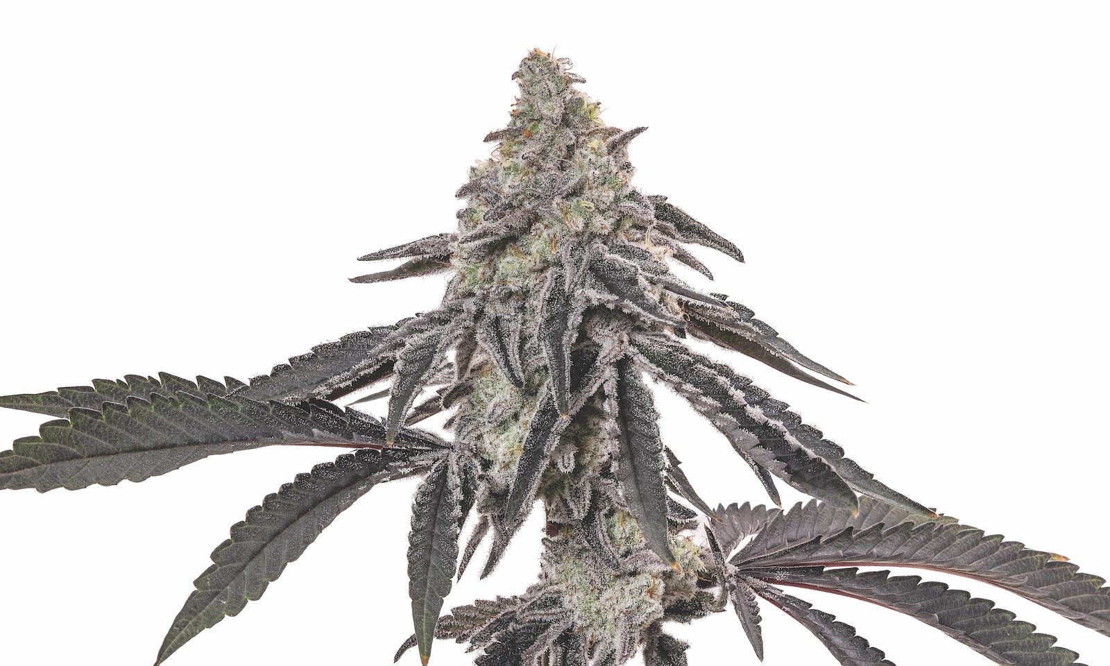 MAC-1-feminized-cannabis-seeds