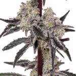 MAC-1-feminized-cannabis-seeds3