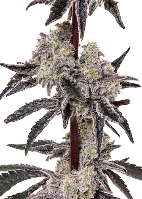 MAC-1-feminized-cannabis-seeds2