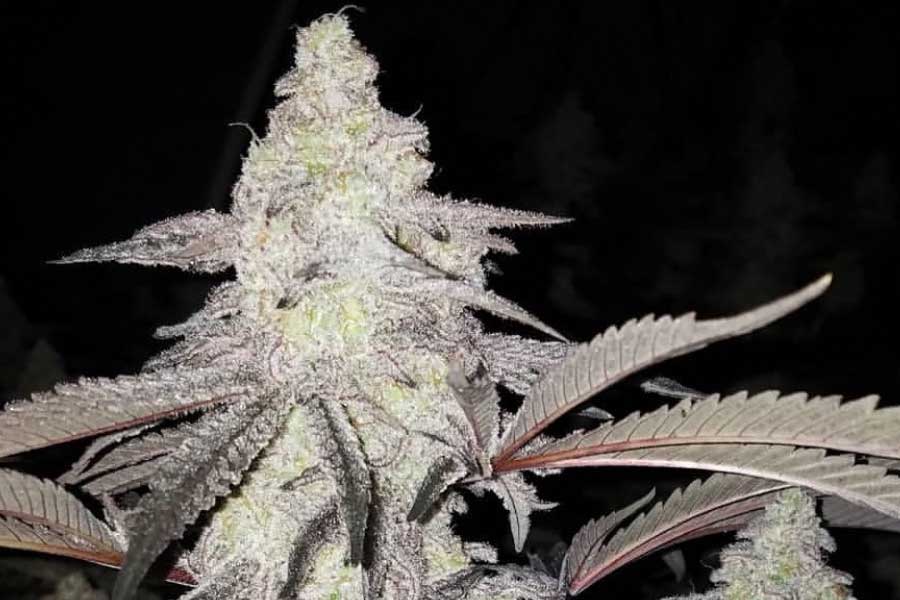 MAC-1-feminized-cannabis-seeds3