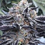 lava-cake-feminized-cannabis-seeds