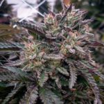 lava-cake-feminized-cannabis-seeds
