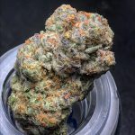 runtz-feminized-cannabis-seeds2