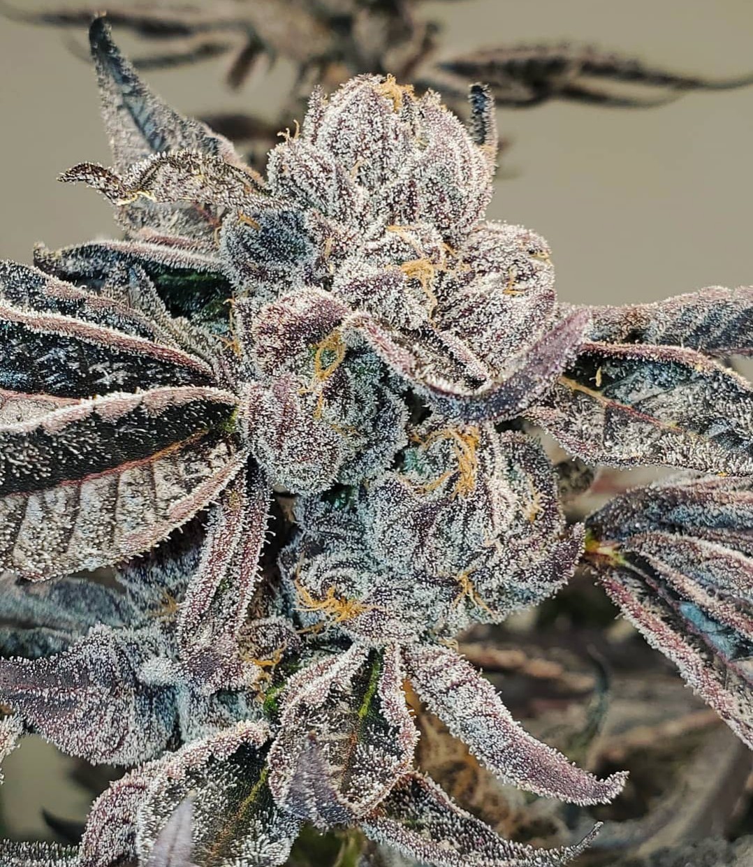 runtz-feminized-cannabis-seeds2
